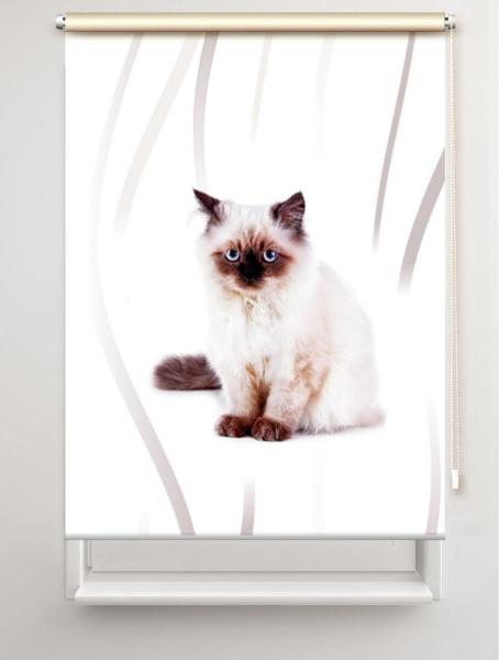 Rollo Majesti vertic  Katzenbaby, Rollo, Motivrollo, Rollo mit Druck, Fotorollo, bedrucktes Rollo, Fensterrollo,verdunkelndes Rollo, Sonnenschutz Rollo